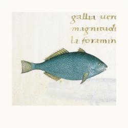 Petrus Candidus - Blue Fish Size 12x12 | Obraz na stenu