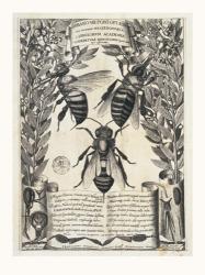Francesco Stelluti - Melissographia, 1625 Size 24x18 | Obraz na stenu