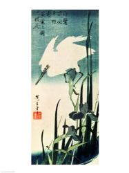 White Heron and Iris | Obraz na stenu