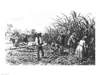 Cutting Sugar Cane in the South | Obraz na stenu