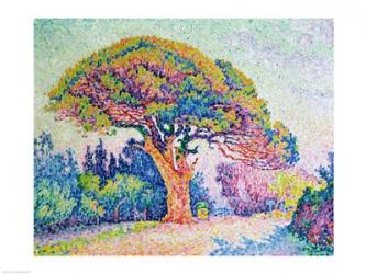 The Pine Tree at St. Tropez, 1909 | Obraz na stenu