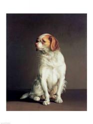 Portrait of a King Charles Spaniel | Obraz na stenu