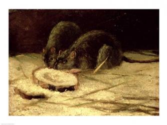 Two Rats | Obraz na stenu