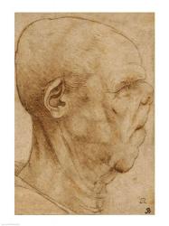 Caricature of the head of an old man, in profile to the right, c.1507 | Obraz na stenu