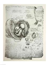 The Human Fetus in the Womb | Obraz na stenu