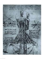 Bone Structure of the Human Neck and Shoulder | Obraz na stenu