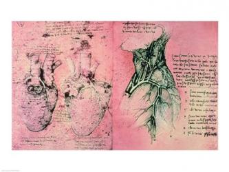 Anatomical drawing of hearts and blood vessels | Obraz na stenu