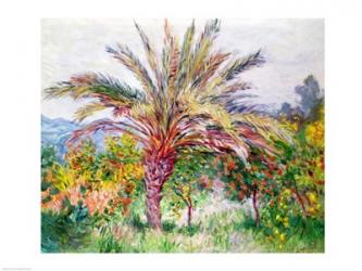 Palm Tree at Bordighera | Obraz na stenu