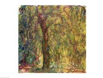 Weeping Willow | Obraz na stenu