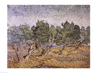Olive Orchard, Violet Soil | Obraz na stenu