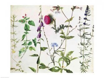 Eight Studies of Wild Flowers | Obraz na stenu