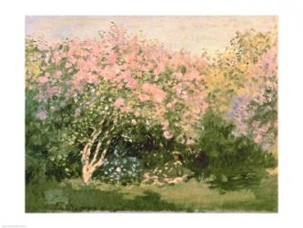 Lilac in the Sun, 1873 | Obraz na stenu