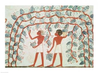 Picking grapes, from the Tomb of Nakht | Obraz na stenu