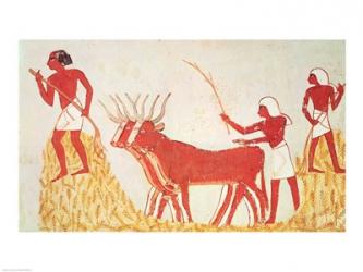 Using cows to trample wheat, from the Tomb of Menna | Obraz na stenu