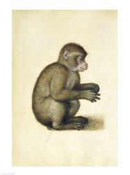 A Monkey | Obraz na stenu