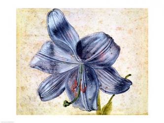 Study of a lily, 1526 | Obraz na stenu