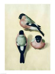 Three studies of a bullfinch | Obraz na stenu