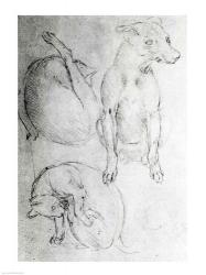 Study of a dog and a cat | Obraz na stenu