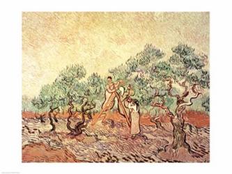 The Olive Grove, 1889 | Obraz na stenu