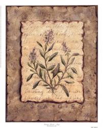 Vintage Herbs-Sage | Obraz na stenu