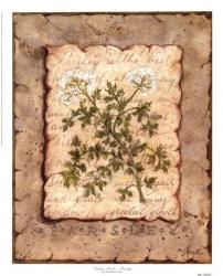 Vintage Herbs - Parsley | Obraz na stenu