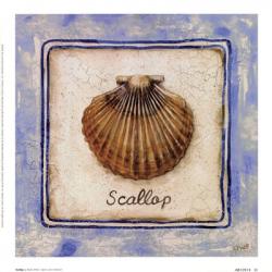 Scallop | Obraz na stenu