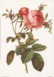 Rosa Centrifolia Foliacea | Obraz na stenu