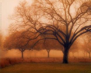 Memory of Trees | Obraz na stenu