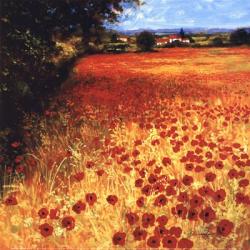 Field Of Red And Gold | Obraz na stenu