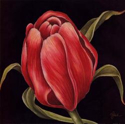 Tulipe Rouge | Obraz na stenu