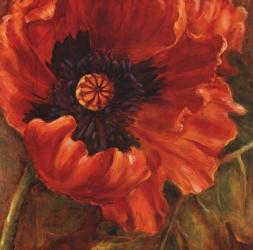 Red Poppy | Obraz na stenu