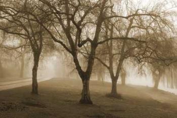 Misty Park | Obraz na stenu