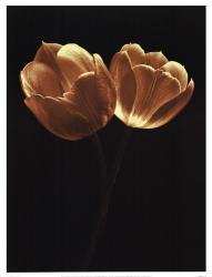 Illuminated Tulips II | Obraz na stenu