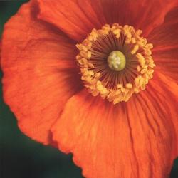 Orange Poppy | Obraz na stenu