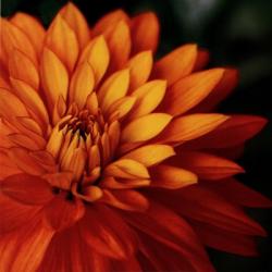 Orange Dahlia | Obraz na stenu