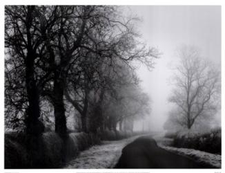 Misty Tree-Lined Road | Obraz na stenu