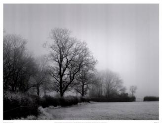 Misty Tree-Lined Field | Obraz na stenu