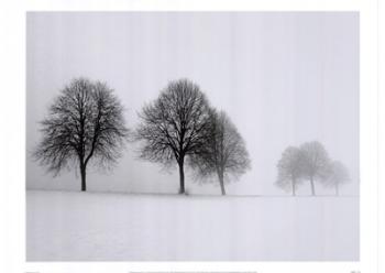 Winter Trees II | Obraz na stenu