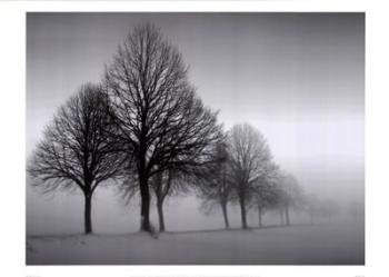 Winter Trees III | Obraz na stenu