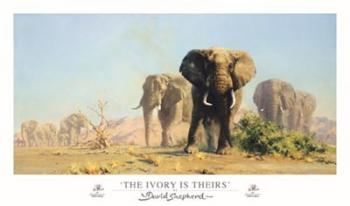 The Ivory Is Theirs | Obraz na stenu