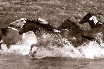 River Race | Obraz na stenu