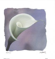 Calla Lily | Obraz na stenu