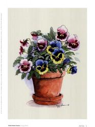 Potted Mixed Pansies | Obraz na stenu