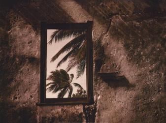 Palm View II | Obraz na stenu