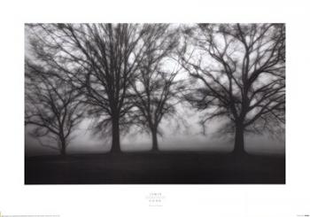 Fog Tree Study IV | Obraz na stenu
