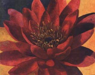 Red Water Lily | Obraz na stenu