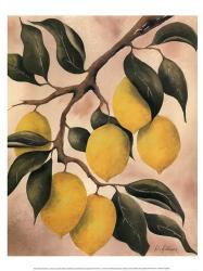 Italian Harvest - Lemons | Obraz na stenu