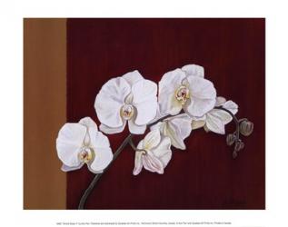 Orchid Study II | Obraz na stenu
