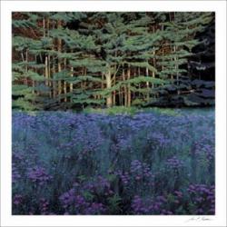 Shadowed Meadow, Sunlit Pines | Obraz na stenu