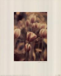 Tinted Tulips I | Obraz na stenu